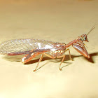 Mantid lacewing