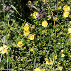 yellow flowers