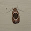 Oecophorine Moth