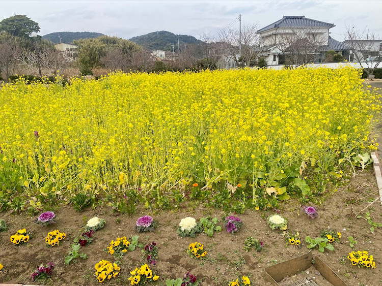 インプレッサ WRX STIのバックシャンな愛車・菜の花に河津桜✨・久しぶりの山登り💦・スイセンとイルミネーション✨・teamBOXERに関するカスタム事例の投稿画像17枚目