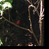 Northern Cardinal