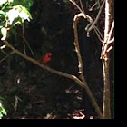 Northern Cardinal