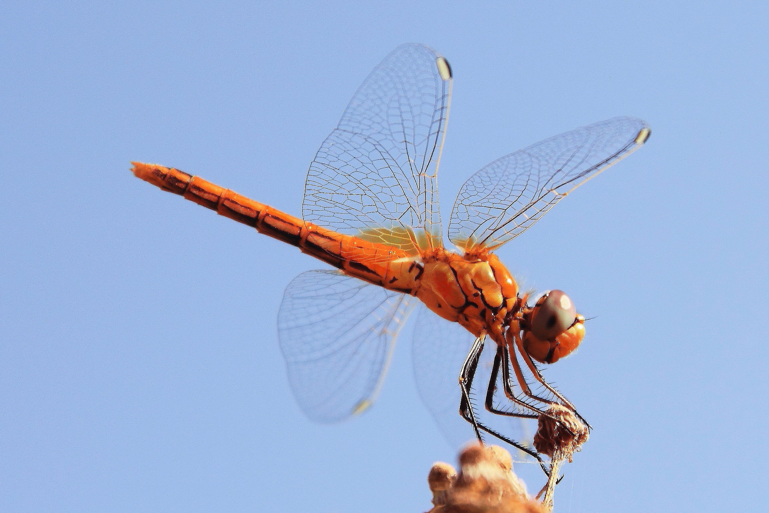 La... rarissima libellula olandese dal ciuffetto di giacominet