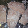 Thumbnail For Fried Fish Fillets (catfish, Swai, Flounder, Etc)