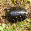 Spotted turtle