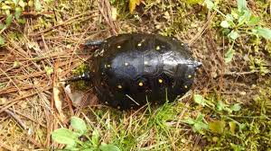 Spotted turtle