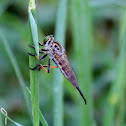 Robber Fly