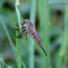 Robber Fly