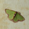 Red-bordered Emerald Moth