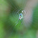 Orchard Orb-weaver