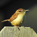 Carolina wren