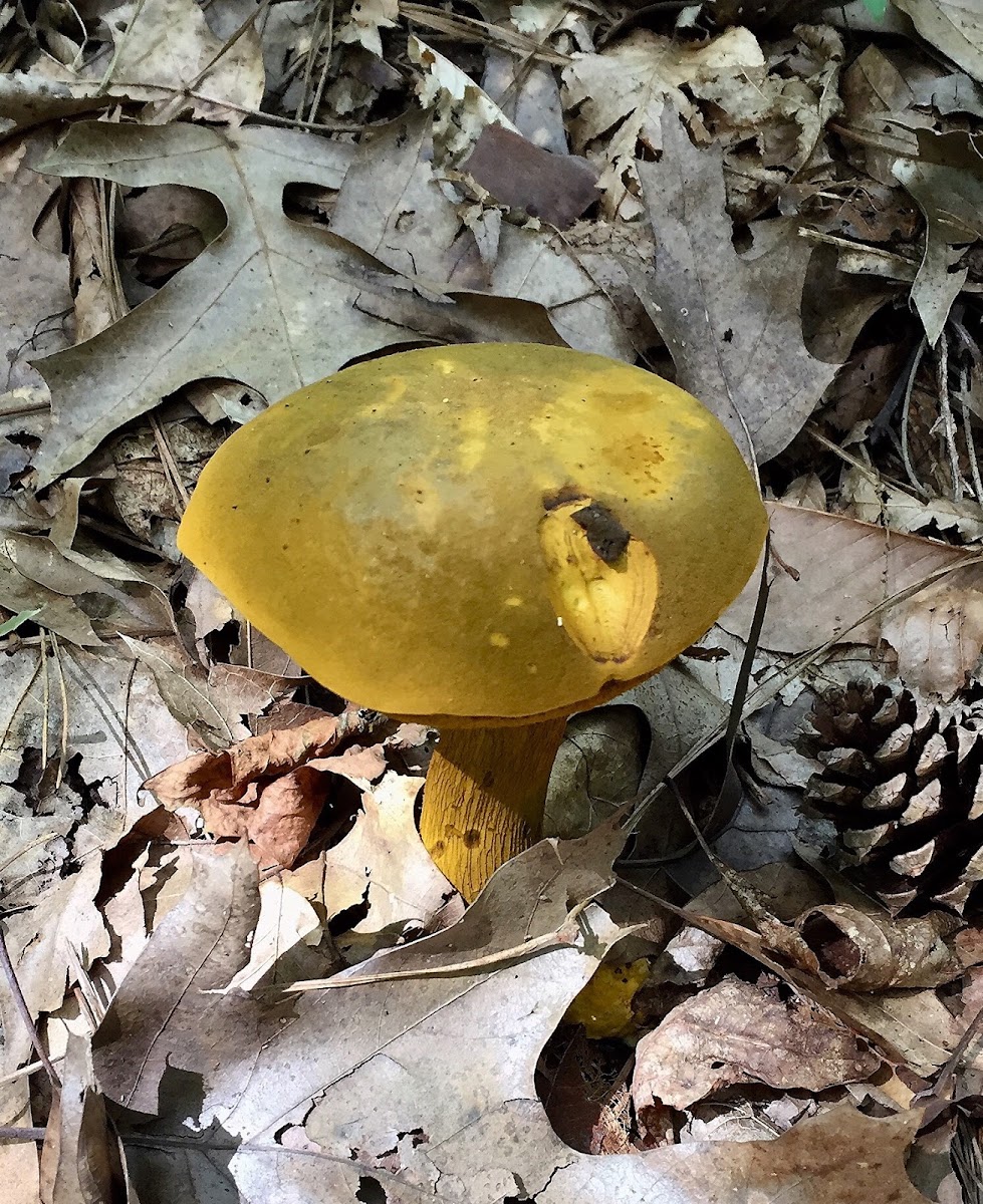 Ornate-stalked Bolete