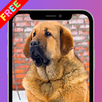 Cover Image of Descargar Spanish Mastiff Dog Wallpaper 16.1.1 APK