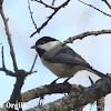 Carolina Chickadee