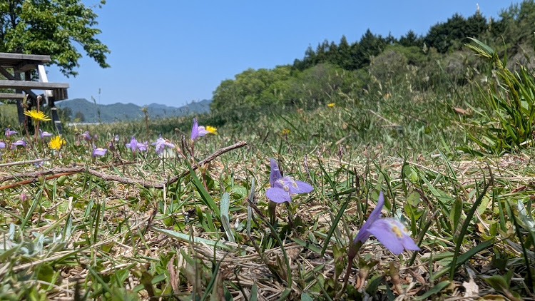 ステップワゴンのINTENTION ZERO・ゴールデンウィーク・家族サービス・鯉のぼりの季節・春が来たに関するカスタム事例の投稿画像5枚目