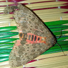 Olepa moth