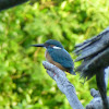 Eurasian kingfisher