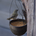 Black-faced grassquit