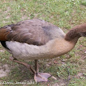 Egyptian Goose