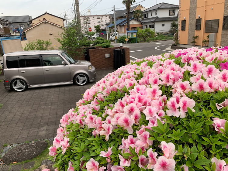 bBのツツジと愛車・ツツジとコラボに関するカスタム事例の投稿画像1枚目