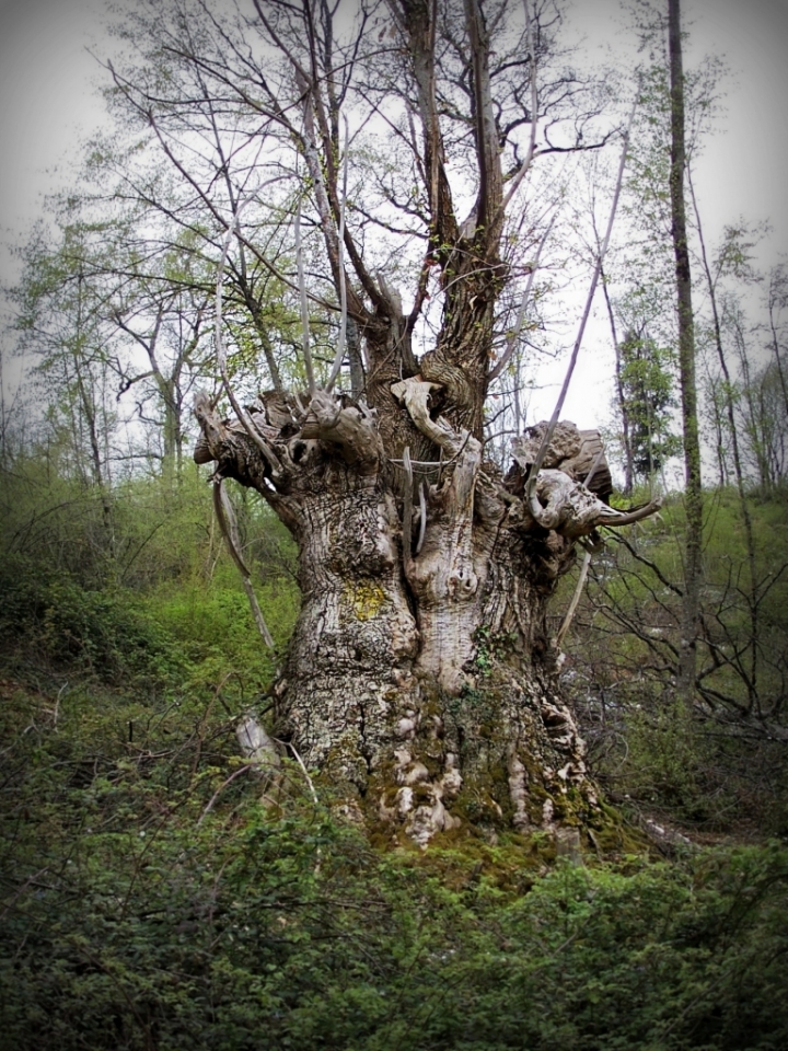 Un albero fra tanta vegetazione di Pammii