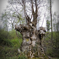 Un albero fra tanta vegetazione di 