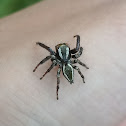 Jumping Spider ♂