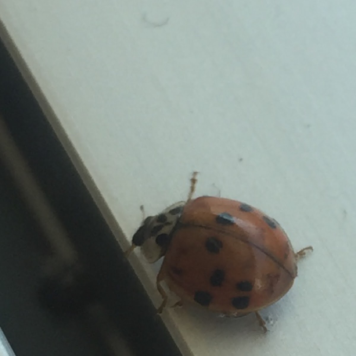 Multicolored Asian Lady Beetle