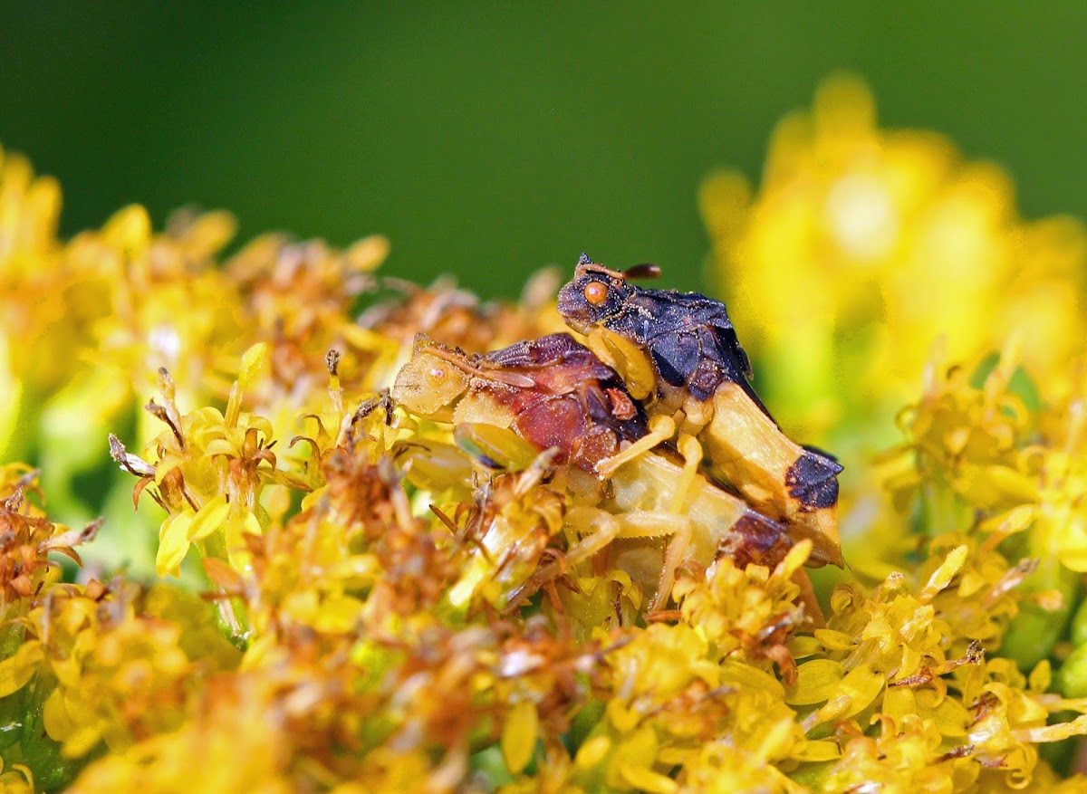 Jagged Ambush Bugs (Coupling)