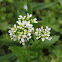 Roadside Pennycress