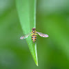 Syrphid fly