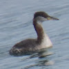 Red-necked Grebe