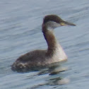 Red-necked Grebe