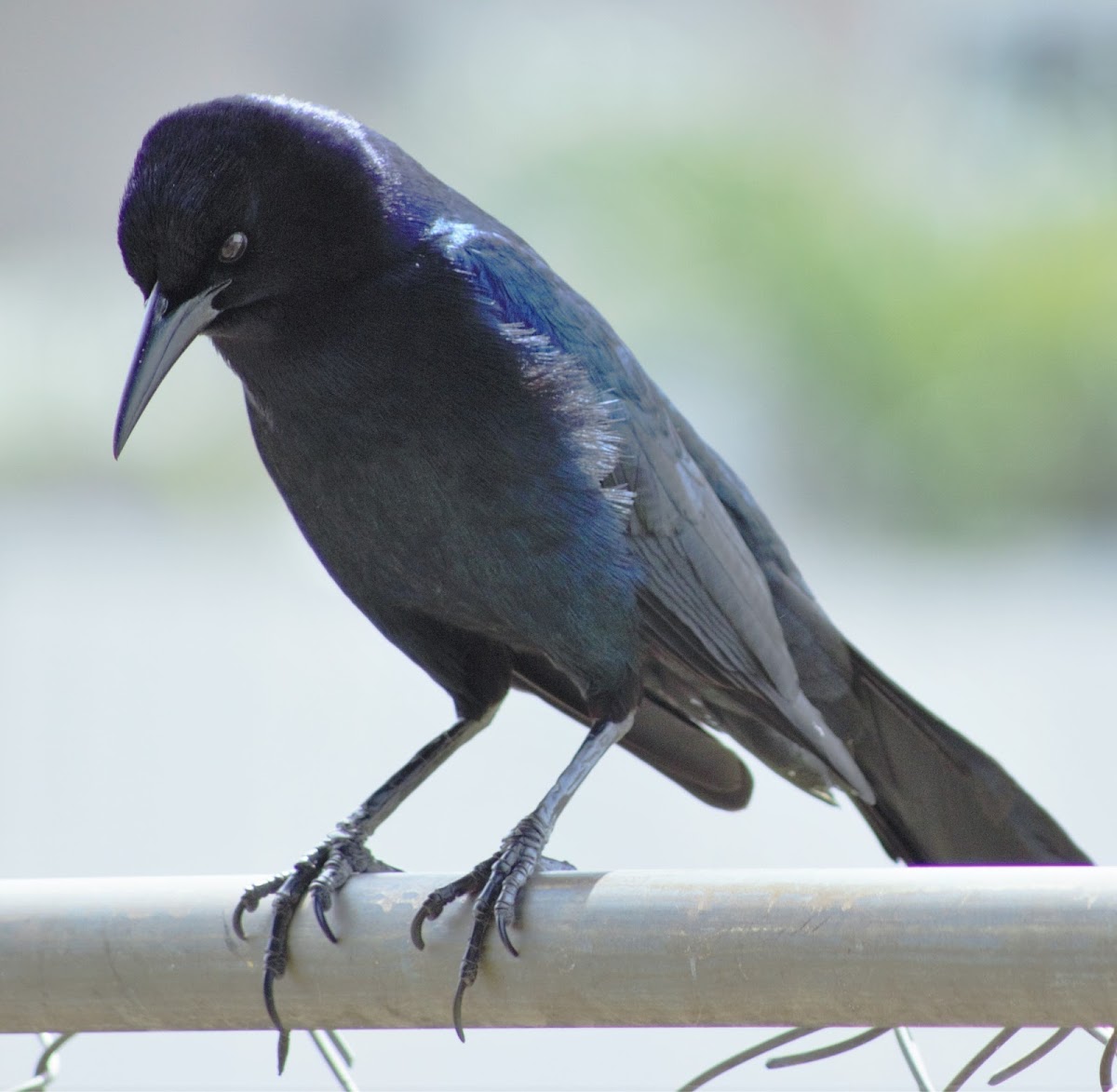 Boat-Tailed Grackle (Male)