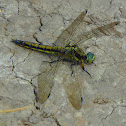 Black-tailed skimmer