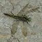 Black-tailed skimmer