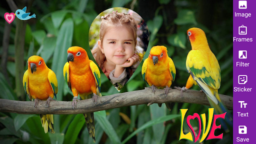 Love Birds photo frames  Parrot, Macaw Birds 2020