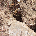 Harvester Ant(anthill)