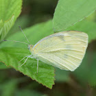 Small White