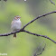 Clay-colored Sparrow