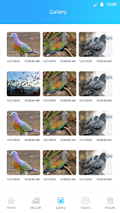 IND Pigeon(圖1)-速報App