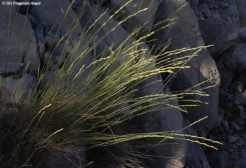 Lebanon Elymus