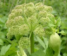 angelica flowerhead