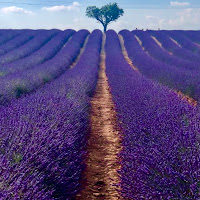 Lavanda a Valensole di 