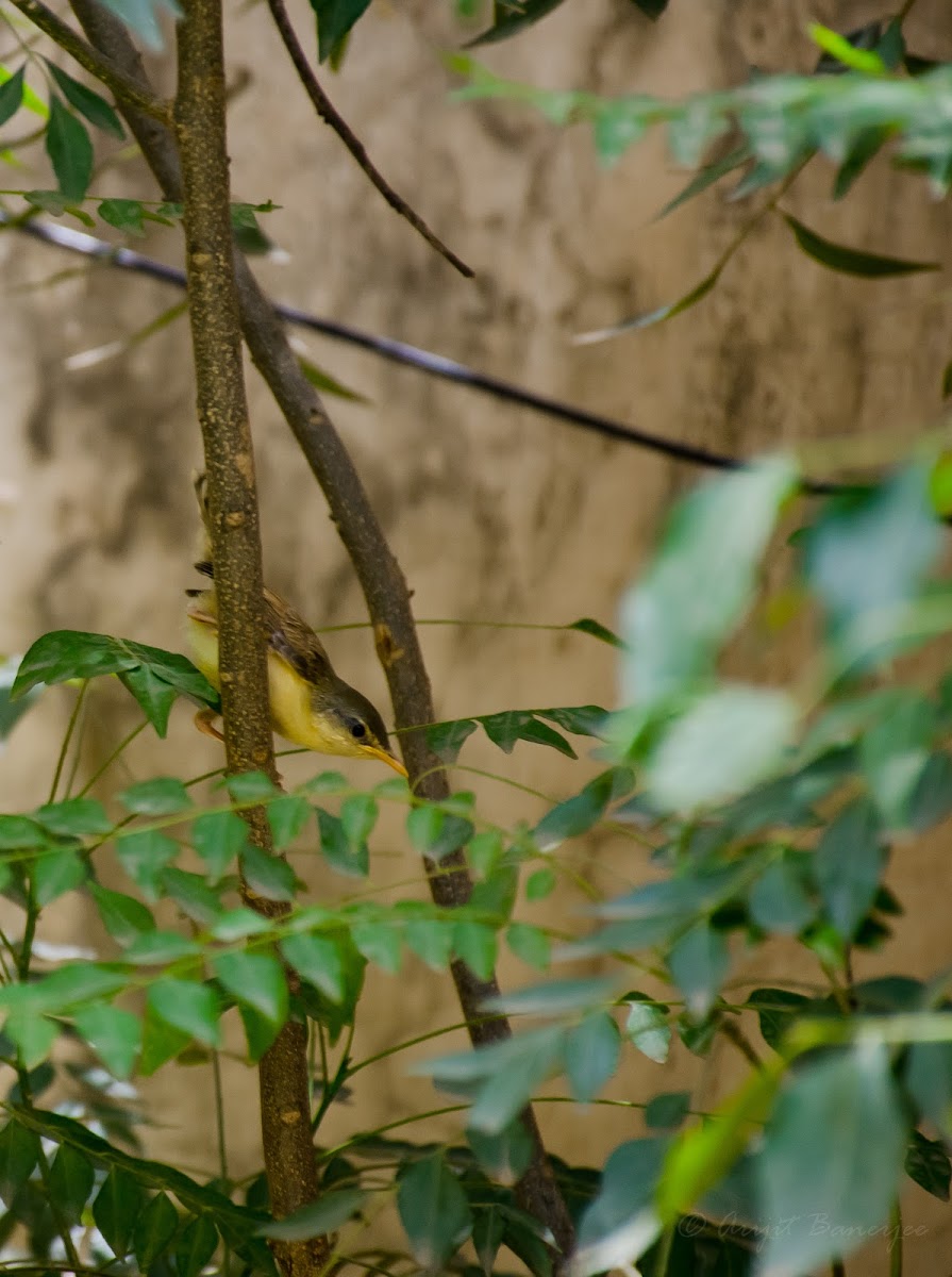 Ashy prinia