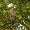 Barn owl