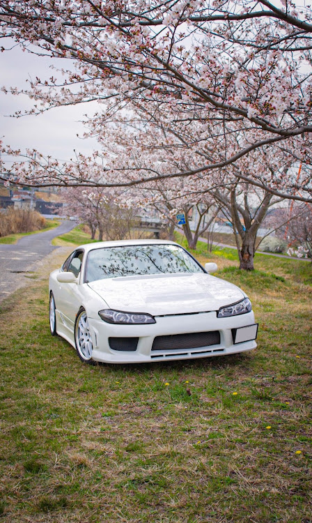 シルビアの桜とコラボ・サクラと愛車・ピックアップに選ばれたい・桜に関するカスタム事例の投稿画像1枚目