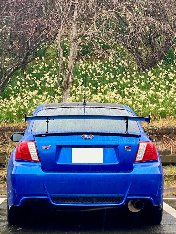 インプレッサ WRX STIの曇天の空に雨降り☔️・スイセンとコラボ・よしよしさんのお庭に連日お邪魔💨に関するカスタム事例の投稿画像11枚目