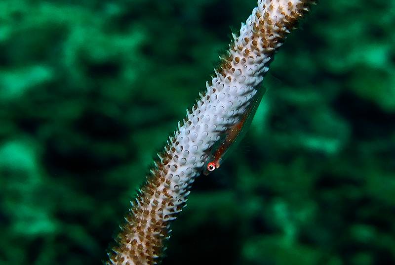Wire-coral goby