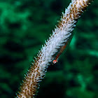 Wire-coral goby